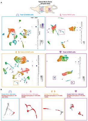 Single Cell Transcriptomic Analysis Reveals Organ Specific Pericyte Markers and Identities